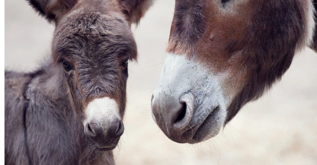 baby donkey and mother