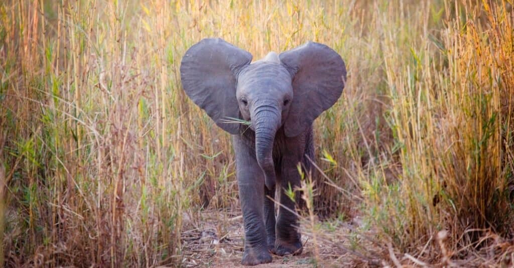 Witness The Fascinating Encounter As A Young Elephant Confronts A Pride Of 12+ Lions