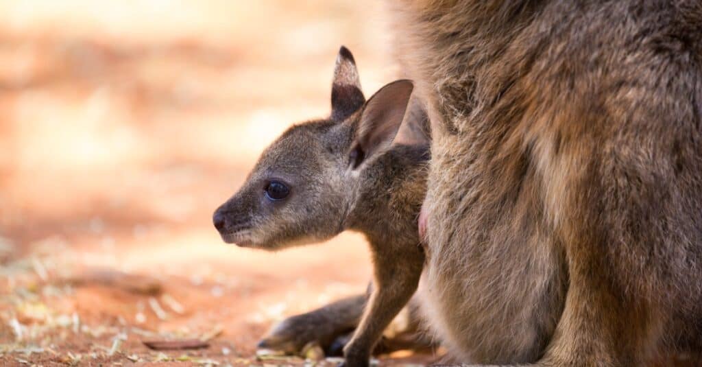 baby-kangaroo-joey-hanging-from-the-pouch-of-its-mother