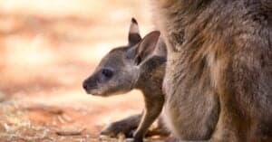 What’s a Baby Kangaroo Called & 5 More Amazing Facts! Picture