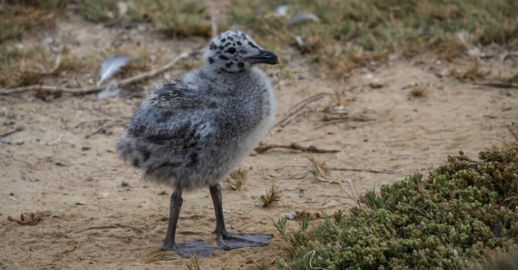 baby seagull