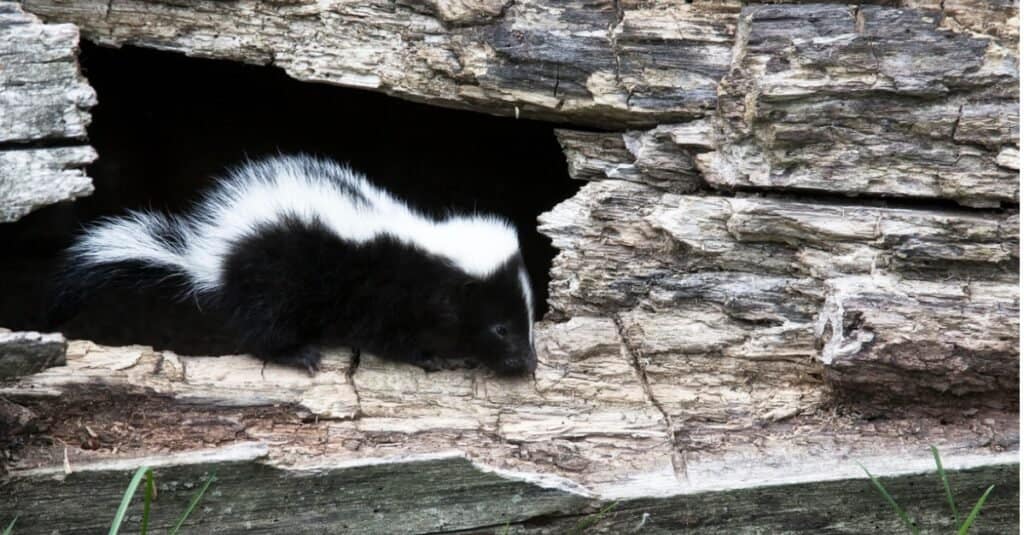 What is a baby skunk called - skunk on ledge