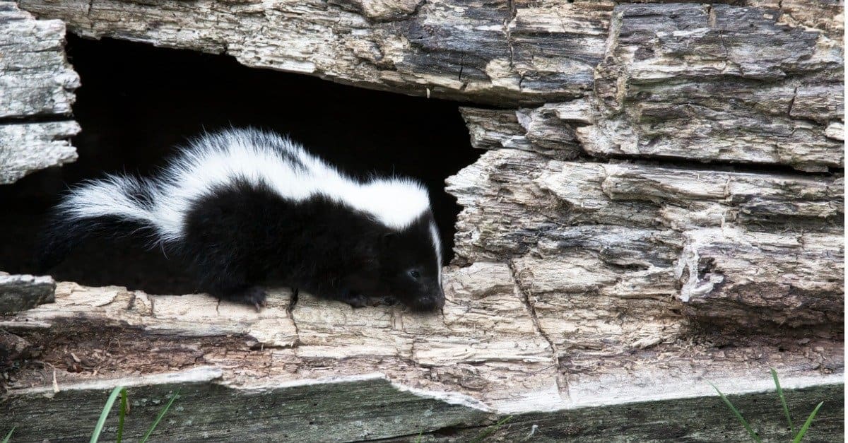 What’s a Baby Skunk Called + 4 More Amazing Facts! - A-Z Animals