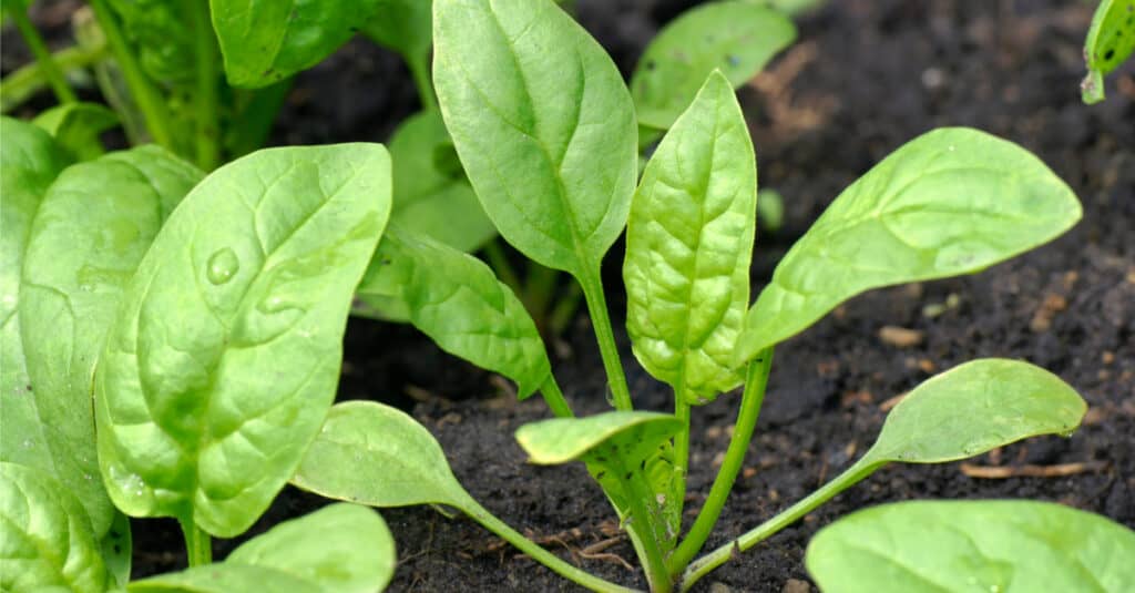 two  green baby spinach plants growing in brown soil. The one in the center of the frame has six leaves.; the one lower frame left has three leaves visible. Dar brown soil makes up the background. 