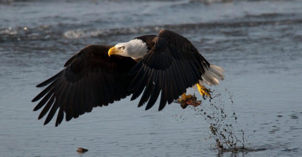 bald eagle in flight over water