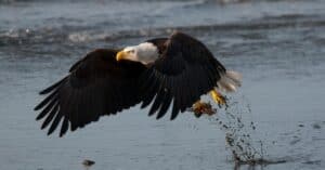 From Predator to Prey – Watch a Bald Eagle Ambush a Hunting Osprey Outside Seattle Picture