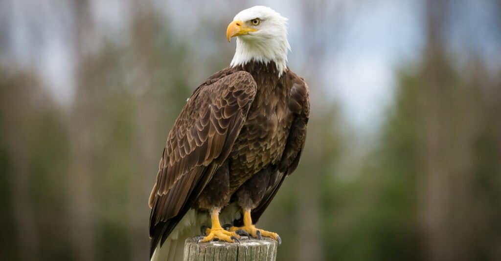 bald eagle perched on column