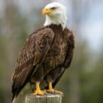 Bald eagles are large flying birds and fierce predators.