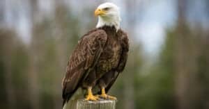 The 22 Best Places and Times to See Bald Eagles in Wisconsin Picture