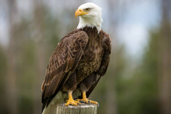 Bald eagles are fierce predators capable of reaching speeds of over 30 miles per hour.