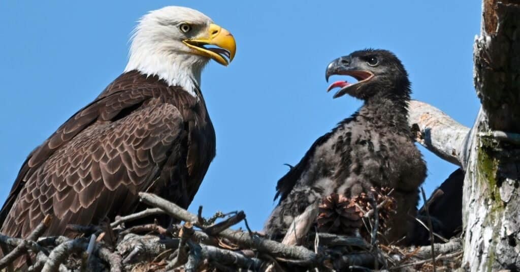 baby eagle and mother