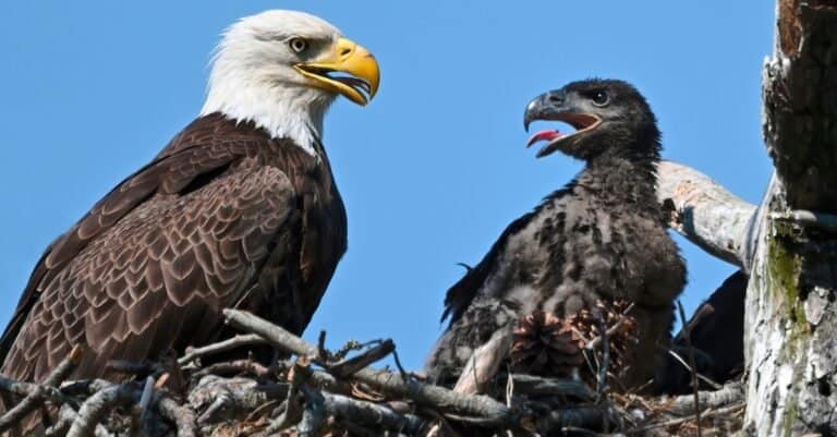 The Largest Bald Eagle Nest Ever Found - A-Z Animals