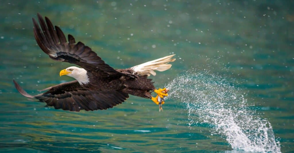 bald eagle just caught a fish