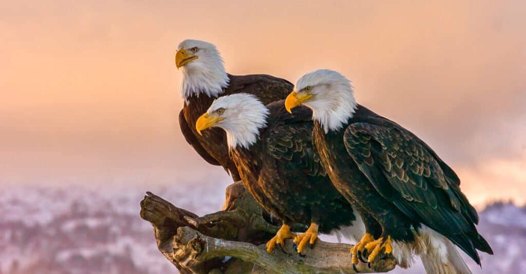 bald eagles perched over water