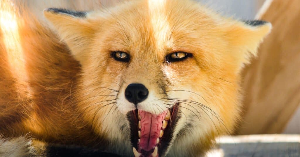 Fox Dentem - vulpes latrat rubrum