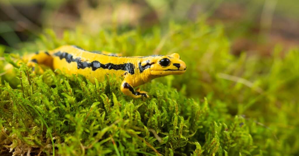 Salamander vs lizard