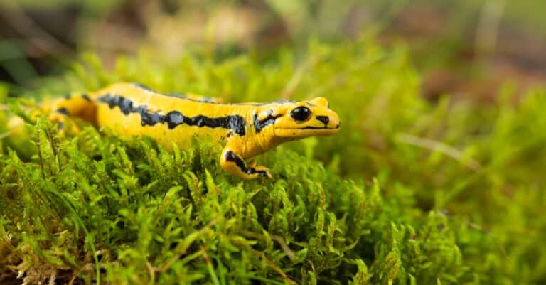barred fire salamander on top of grassy area