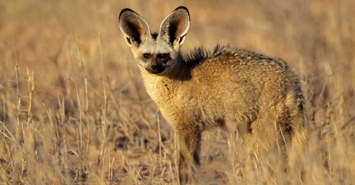 Bat-Eared Fox Pictures - AZ Animals