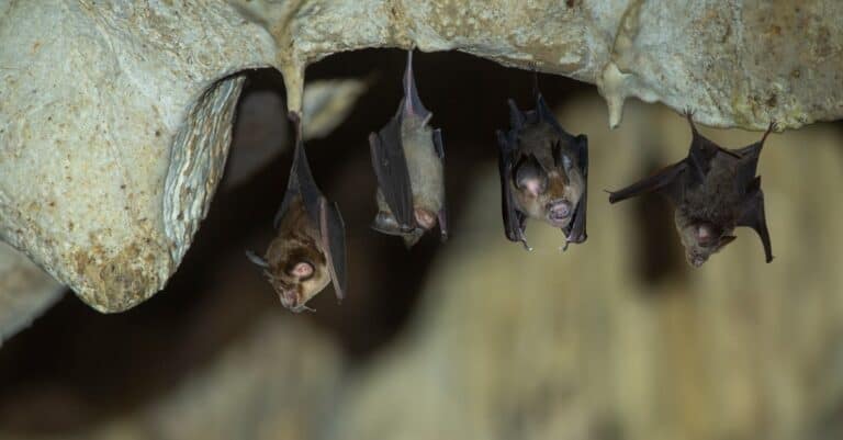 baby bat roosting