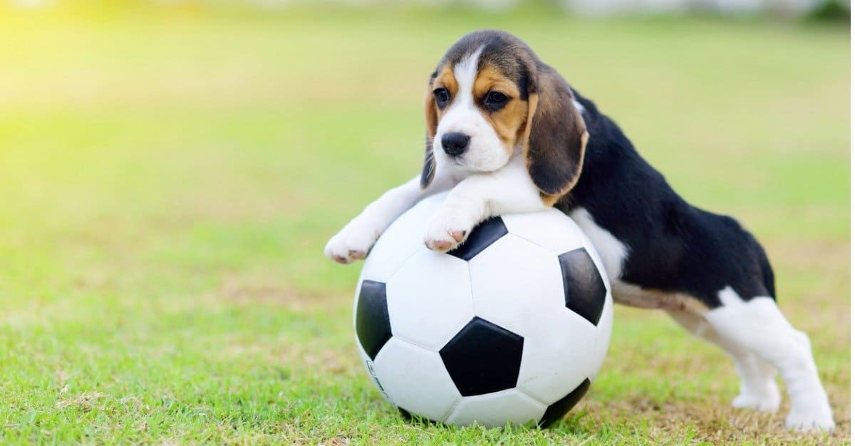 beagle puppy playing with a soccer ball
