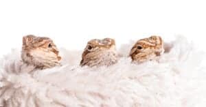 What is a Baby Bearded Dragon Called & 4 More Amazing Facts! Picture