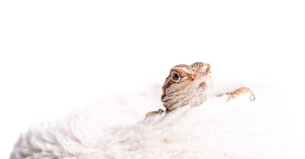 cute baby bearded dragons