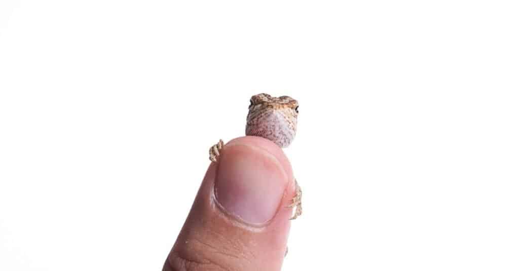 baby lizard bearded dragon