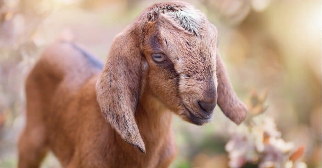 baby goat portrait