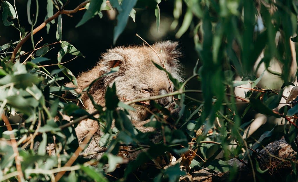 Koala Teeth- Koala Eating