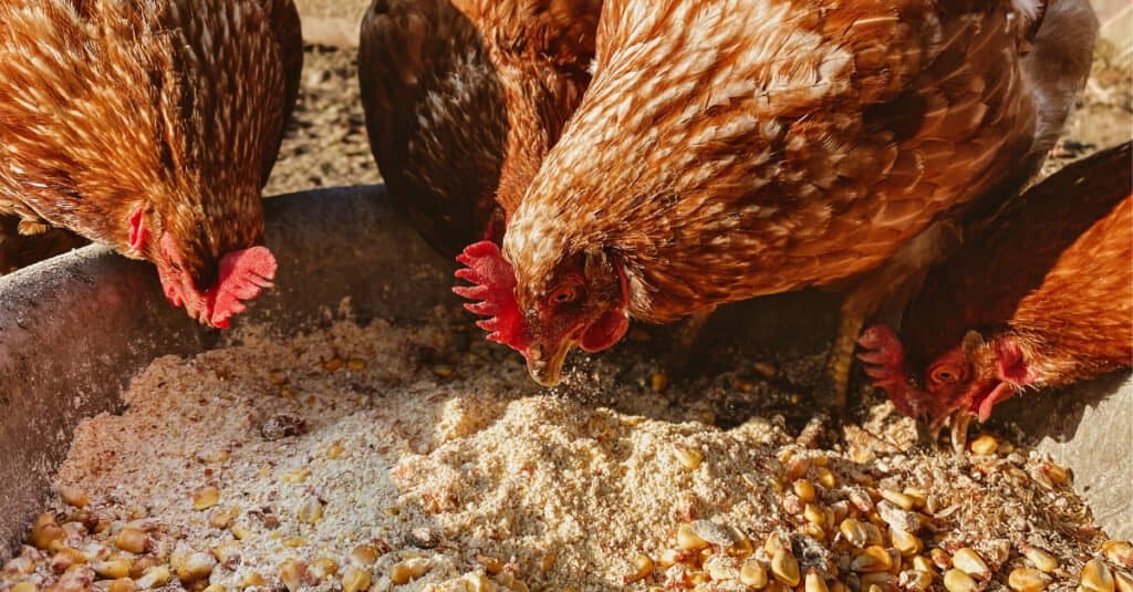 Chicken Teeth- Chickens Eating