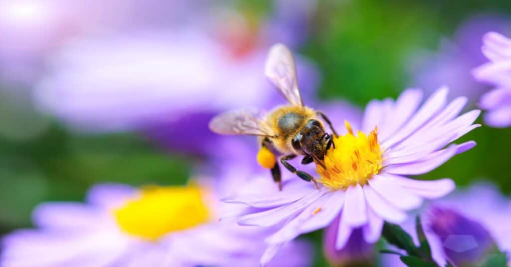 bee on purple flower