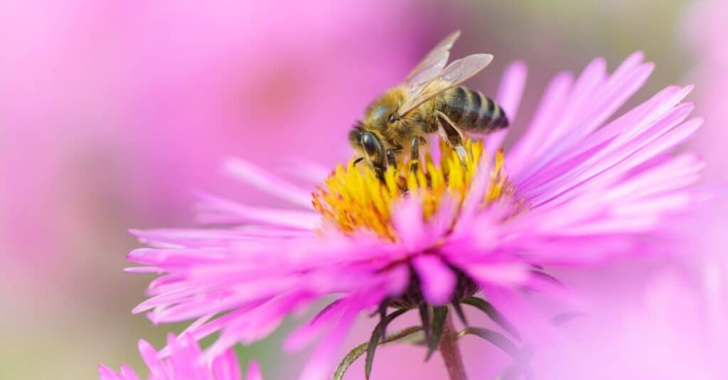 bee on daisy