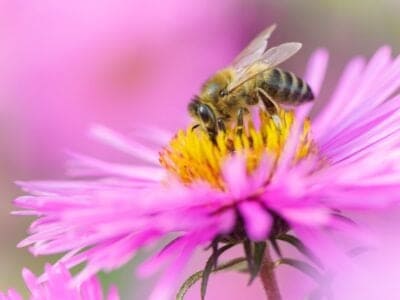 A Apis mellifera