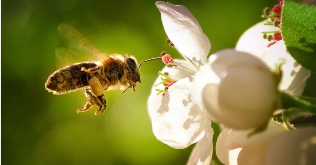 bee ready for nectar from white flower