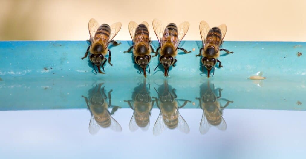 bees drinking water