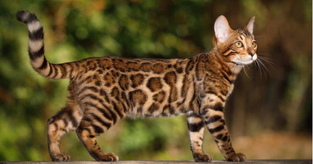 bengal cat walking on limb