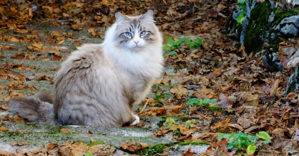 birman cat sitting outside in leaves