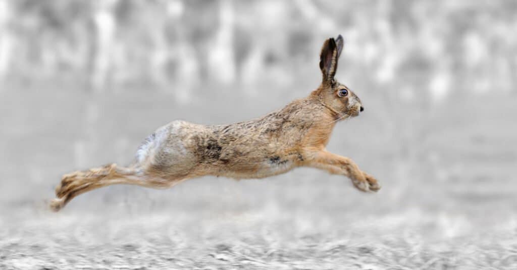 Jackrabbits กินอะไร - Hare Running