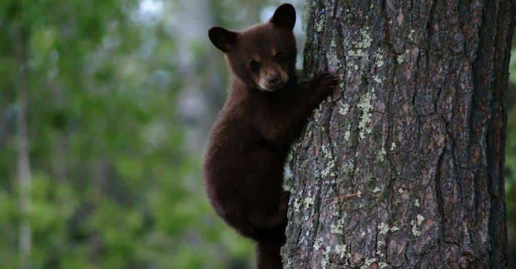 baby bear climbing