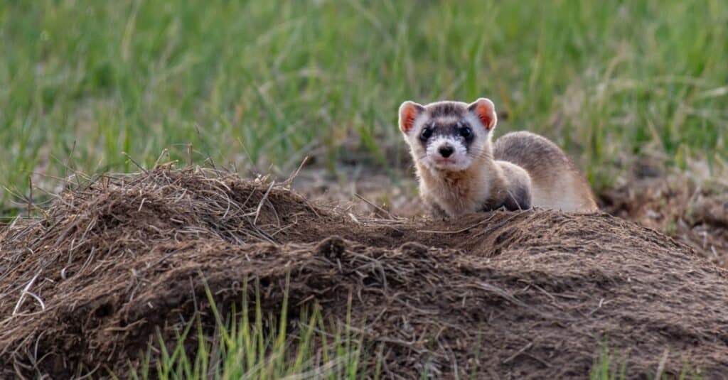 black-footed ferret peeking beyond burrow