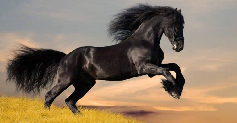black horse galloping in field