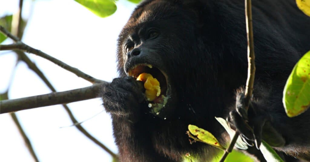 Baboon Teeth- Black Howler