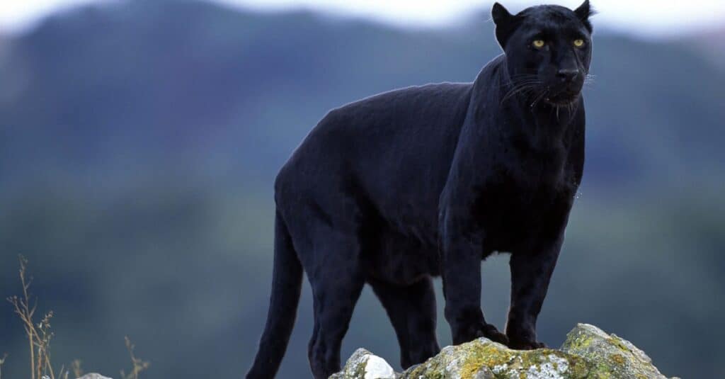 black panther animal running