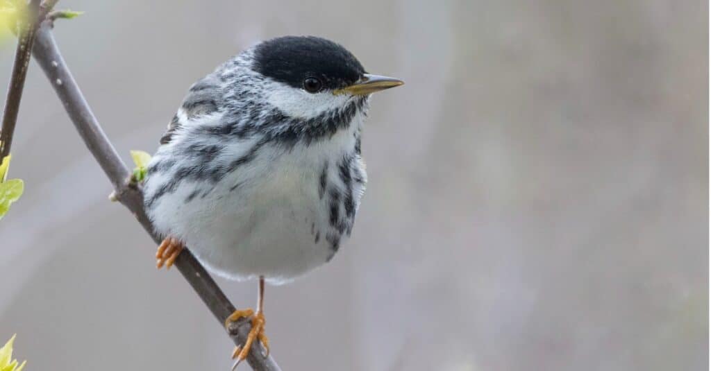 blackpoll warbler on blurred background