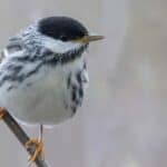 Blackpoll Warbler