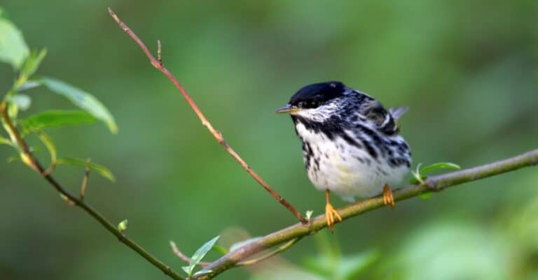 blackpoll warbler perched with blurred background