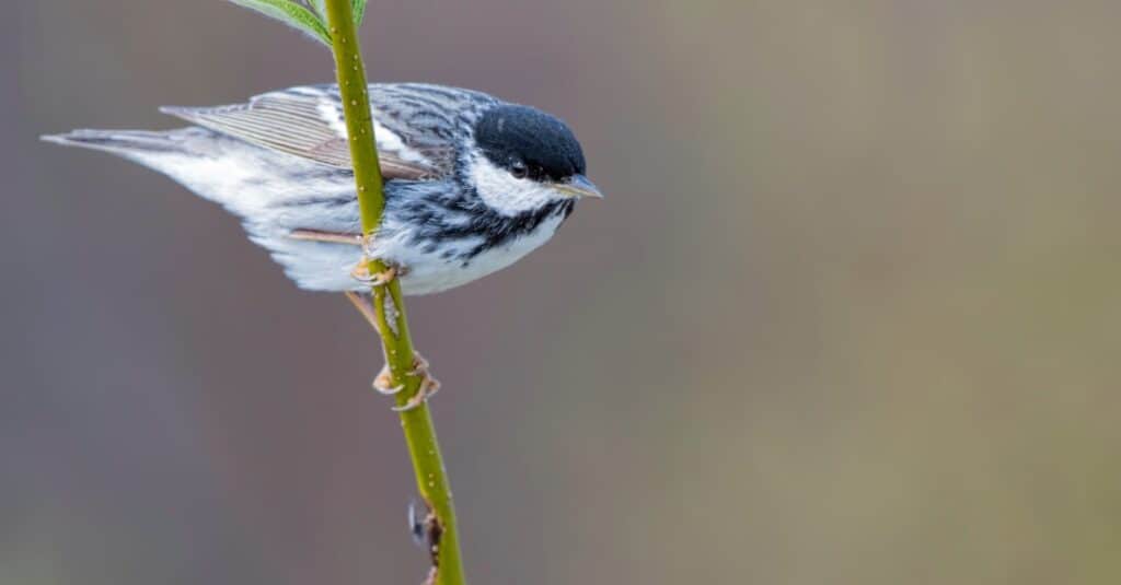 blackpoll warbler on blurred background