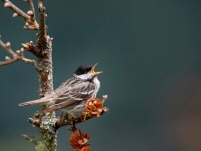 Blackpoll Warbler Picture