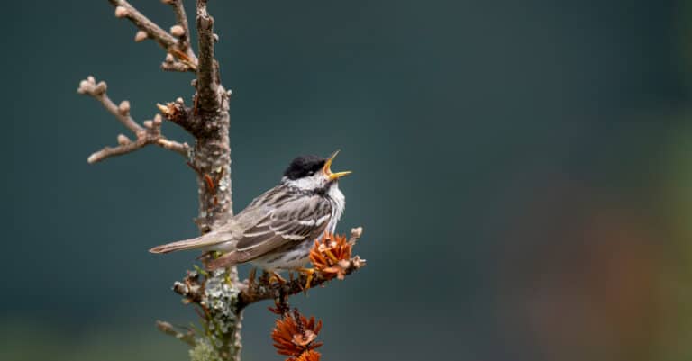 blackpoll warbler singing