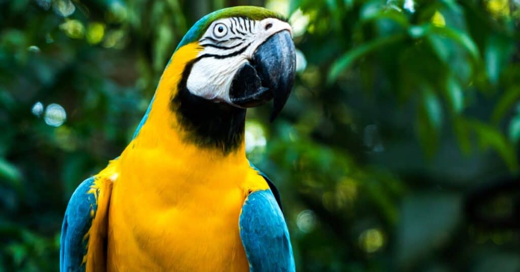 Cockatoo vs Macaw